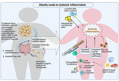 The Interplay of Obesity, Dyslipidemia and Immune Dysfunction: A Brief Overview on Pathophysiology, Animal Models, and Nutritional Modulation